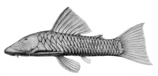 Chaetostoma branickii