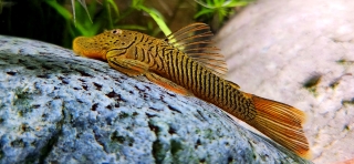 Chaetostoma formosae