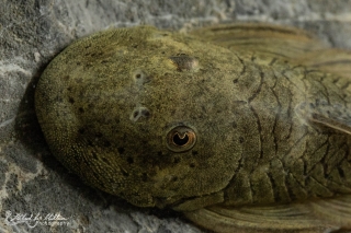 Chaetostoma formosae