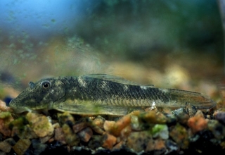 Chaetostoma formosae