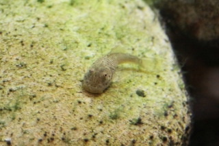Chaetostoma formosae