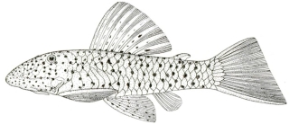 Chaetostoma milesi