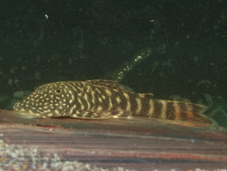 Chaetostoma sacramento