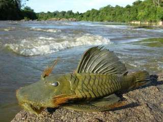 Colossimystax pectegenitor