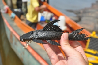 Colossimystax pectegenitor