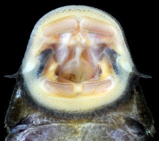 Colossimystax pectegenitor