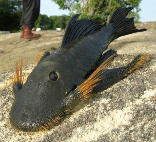 Colossimystax pectegenitor