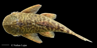 Cordylancistrus daguae