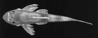 Curculionichthys insperatus Curculionichthys insperatus