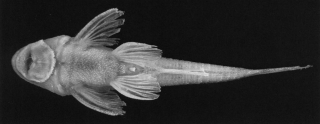 Curculionichthys insperatus Curculionichthys insperatus
