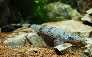 Hemiodontichthys acipenserinus