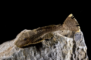 Hopliancistrus wolverine