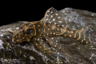 Hypancistrus debilittera