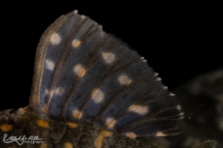 Hypancistrus debilittera
