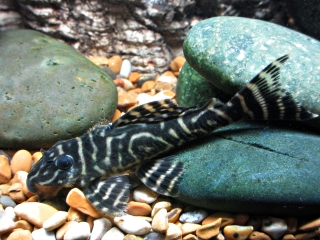 Hypancistrus debilittera