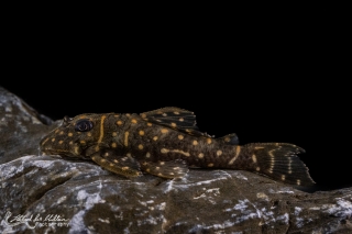 Hypancistrus debilittera