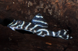 Hypancistrus furunculus