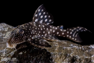 Hypancistrus inspector