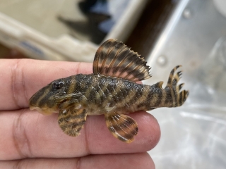 Hypancistrus parkateje