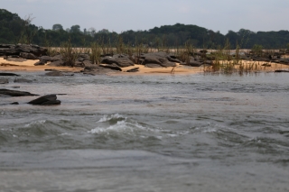 Hypancistrus parkateje