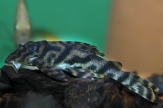 Hypancistrus parkateje