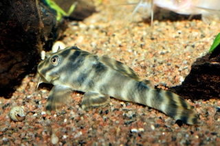 Hypancistrus parkateje