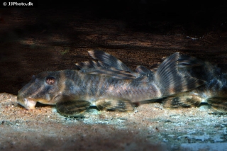 Hypancistrus parkateje