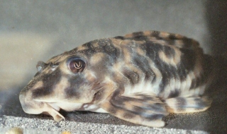 Hypancistrus parkateje