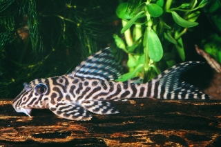 Hypancistrus seideli