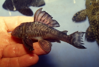 Hypancistrus sp. (L070)