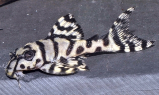 Hypancistrus sp. (L236)