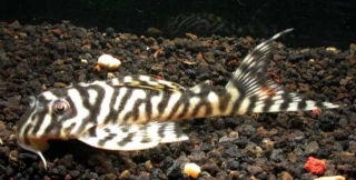 Hypancistrus sp. (L236)