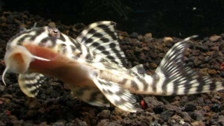 Hypancistrus sp. (L236)