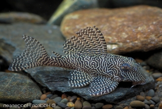 Hypancistrus sp. (L260)