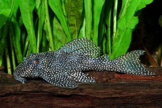 Hypancistrus sp. (L262)