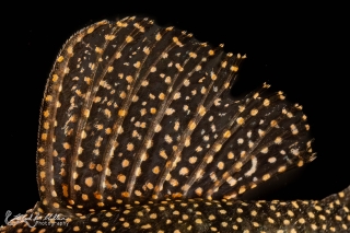 Hypancistrus sp. (L262)