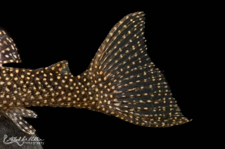 Hypancistrus sp. (L262)