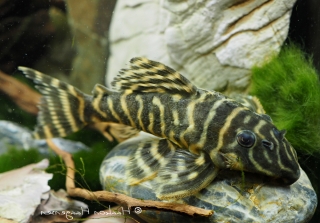 Hypancistrus sp. (L316)