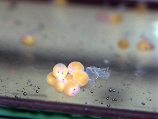 Hypancistrus sp. (L316)