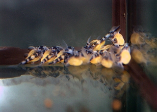 Hypancistrus sp. (L316)