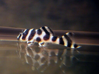 Hypancistrus sp. (L316)