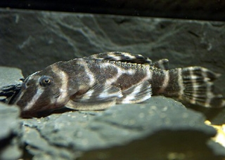 Hypancistrus sp. (L316)