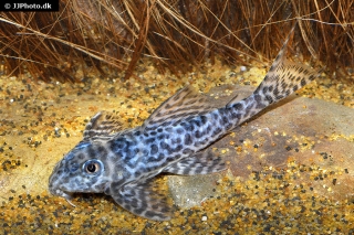 Hypancistrus sp. (L399)