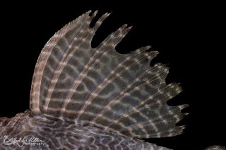 Hypancistrus sp. (L411)