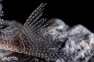 Hypancistrus sp. (L411)