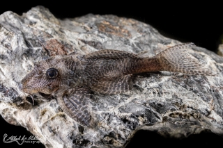 Hypancistrus sp. (L411)