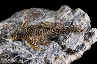 Hypancistrus sp. (L450)