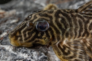 Hypancistrus sp. (L450)