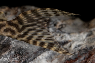 Hypancistrus sp. (L450)