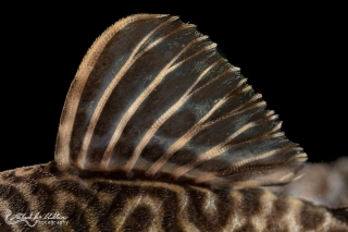 Hypancistrus sp. (L450)